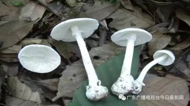 广州白云山藏世界最毒蘑菇之一 一点点就会致命