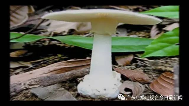 广州白云山藏世界最毒蘑菇之一 一点点就会致命