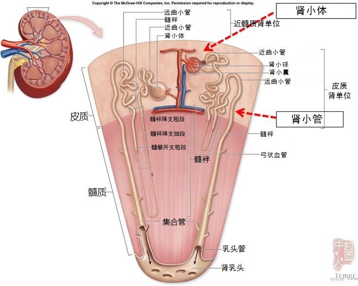 肾脏局部解剖结构